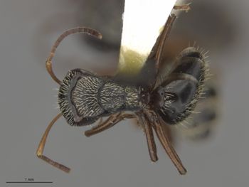 Media type: image;   Entomology 539170 Aspect: dorsal